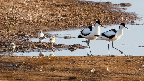Adult avocets and chicks feeding at the edge of a wetland pool at Sandilands Nature Reserve.